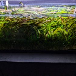 cryptocoryne wendtii Aquarium Plants