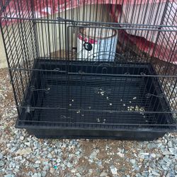 Bird Cage