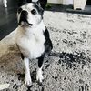 Charley 