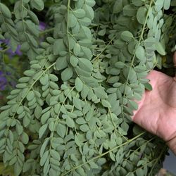 Moringa Seeds And Plants/ Garden/House/ Outdoors 