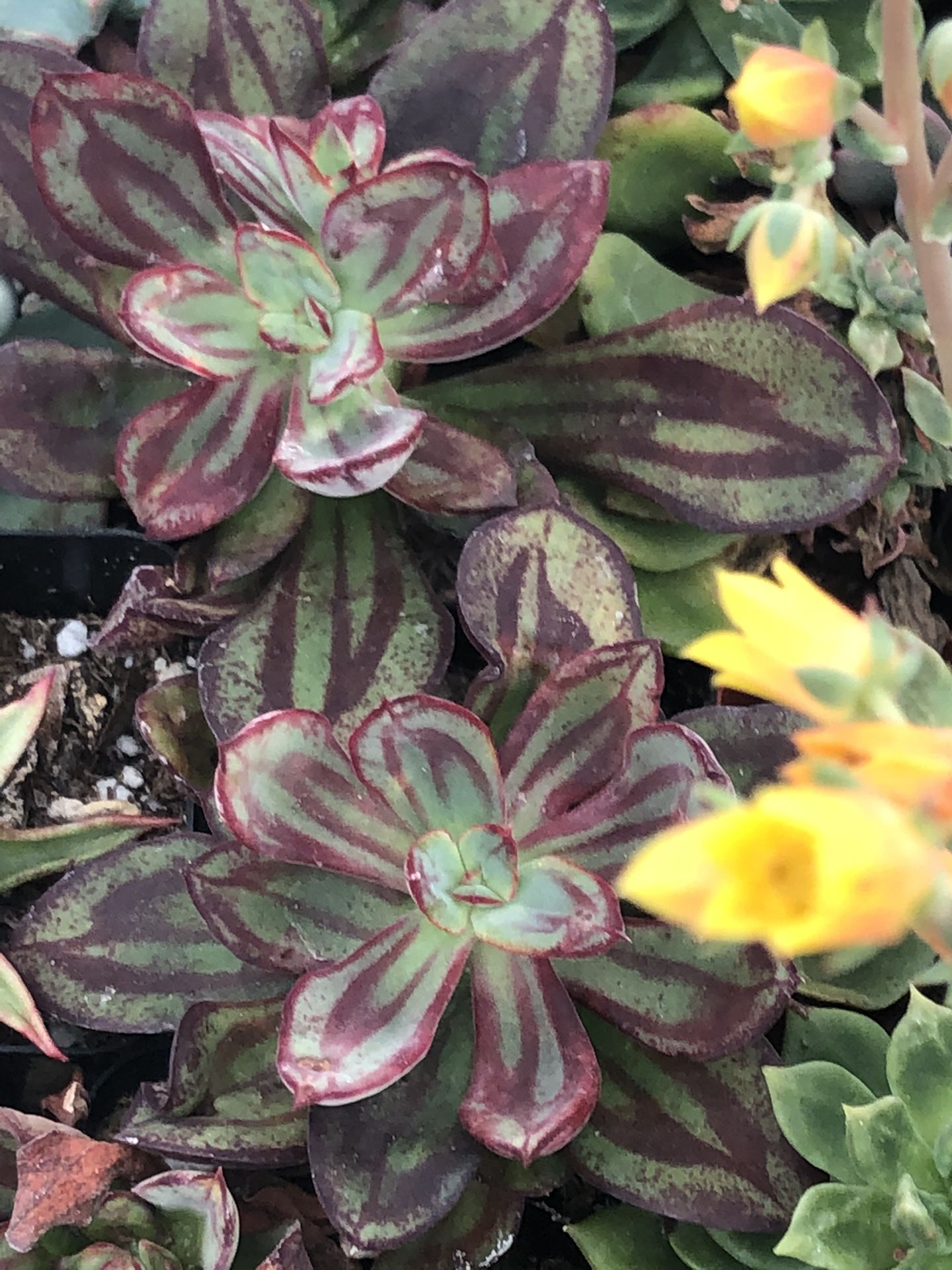 Succulents