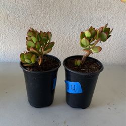 Jade Plant 