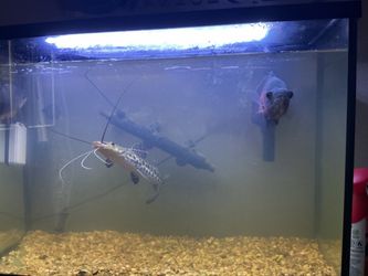 Fish tank for sale no fish for sale