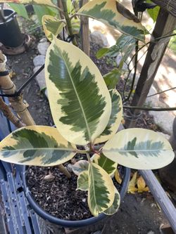 Variegated Rubber Plant/Planta de Hule Variegada