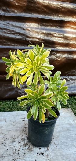 #24  Aeonium arboreum Plant 20" tall, 1 gal