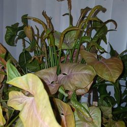 Neon Robusta Cuttings (Not whole Plant)