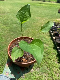 Coneflower (Echinacea)