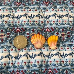 Sunrise She’ll from Kauai