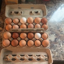 Fresh Chicken Eggs  