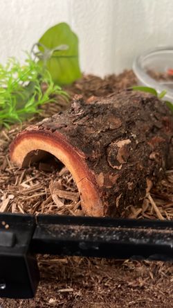 Medium Log Hide