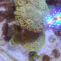 Hammer Coral Colony