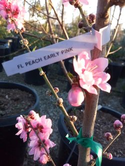 Variedad De Plantas $45dls