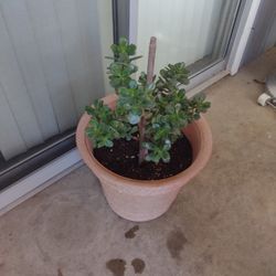 Jade Plant