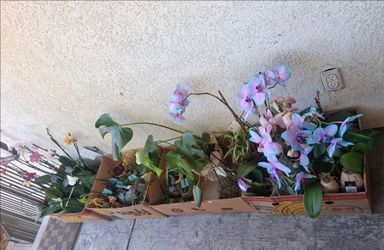 Lots of potted plants (all for $60) MUST take all