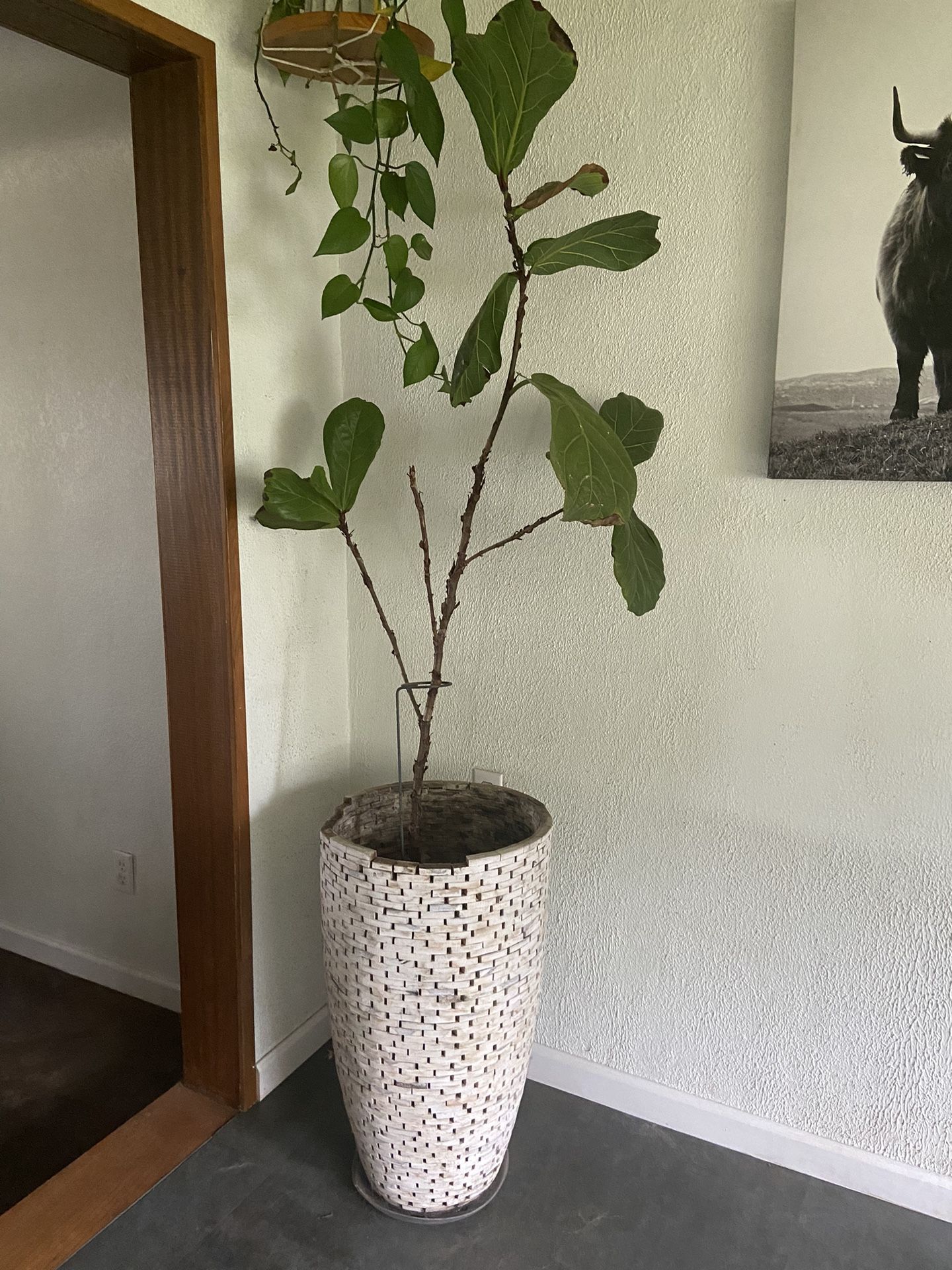 Fiddle Plant And Pot