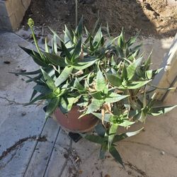Freeze Savilla Plants Aka Aloe Plants Freer