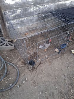 Cage