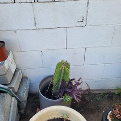Cactus 🌵 🌵 Plants In Pots 
