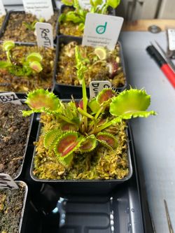 Venus Flytrap “Chinese Dumpling”