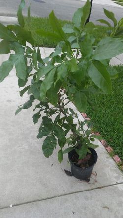 Guinep Tree
