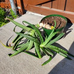 Large Mature Aloe Vera Plant, Organically Grown