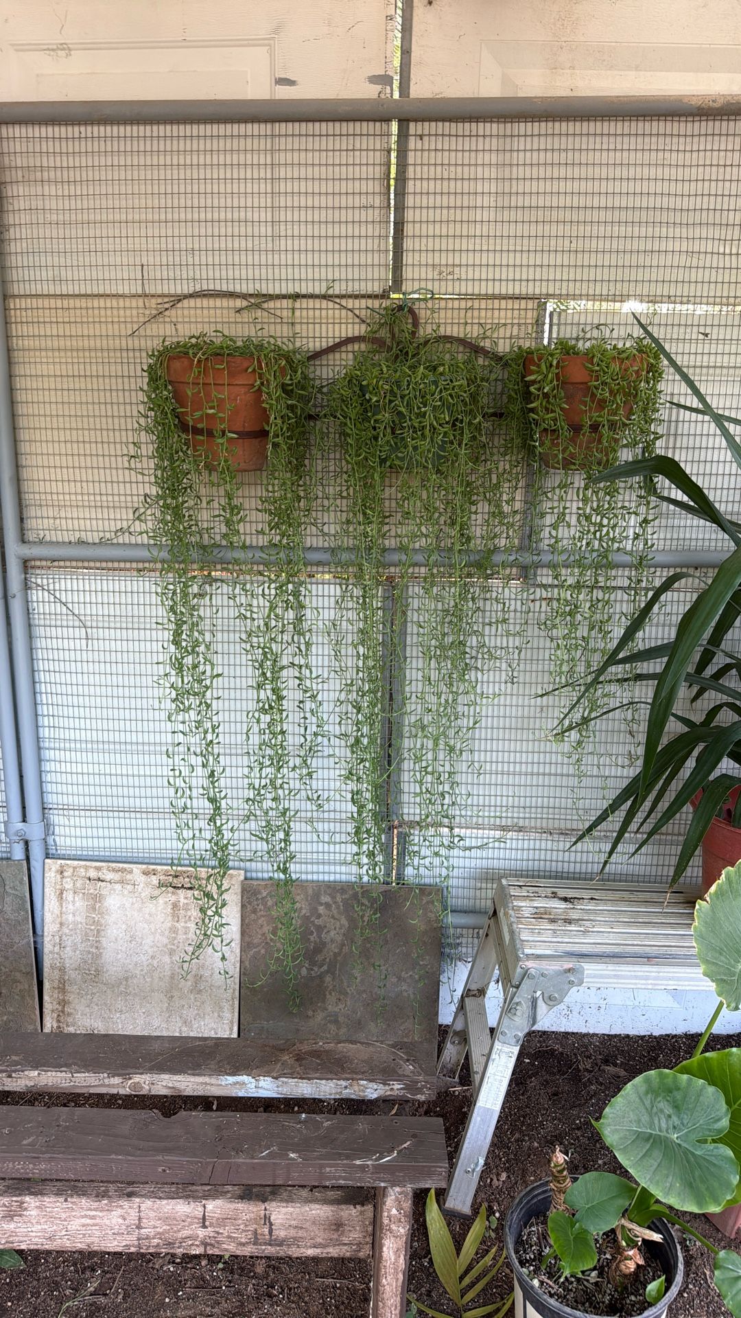 Plants