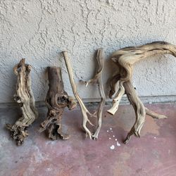 reptile driftwood