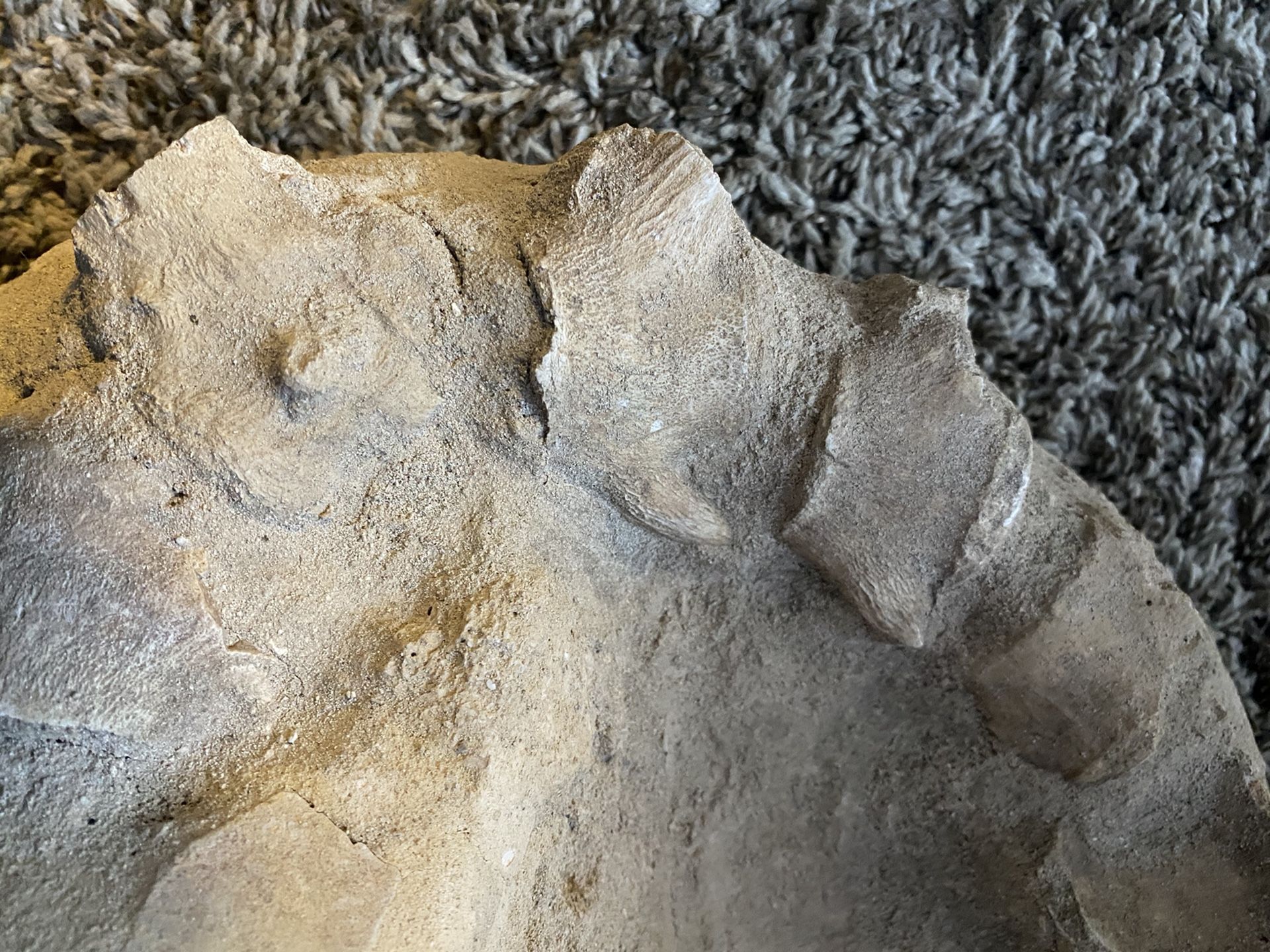 Alligator Fossil