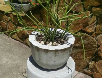 Pencil plant succulent w/pot