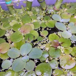 Aquarium Plants 5$