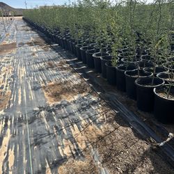Chilian Mesquite 