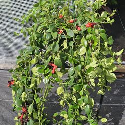 Lipstick plants live in 8" pot