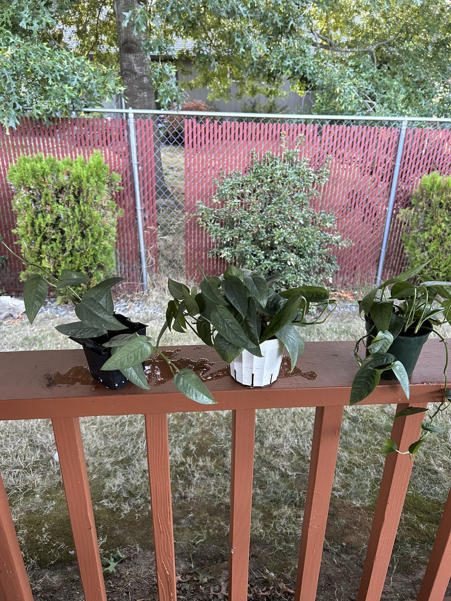 House Plant/ Cebu Philodendron