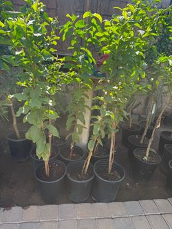 Pink Guava Trees 4F $40 Each Price Firm