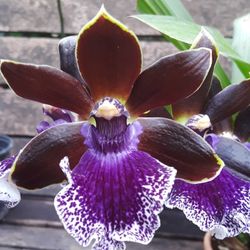 Orchid Plant