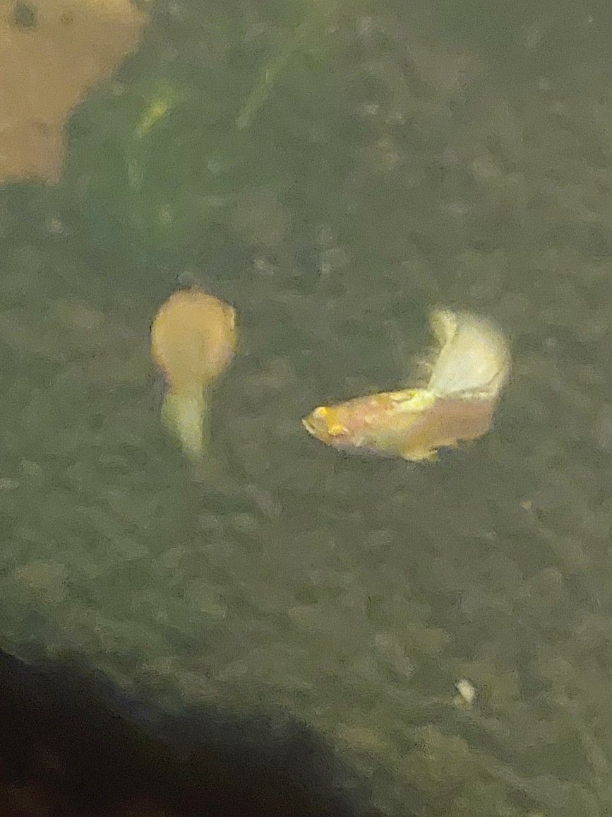 ISO Aquariums And Supplies