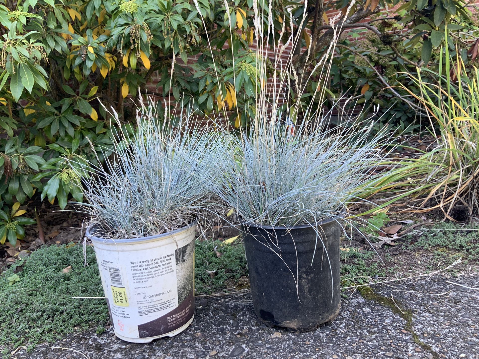 Blue Grass