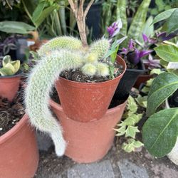 Monkey Tail Cactus