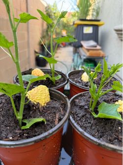 Chayote Seedlings