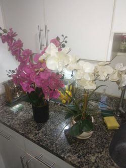 Large Orchids can buy separate