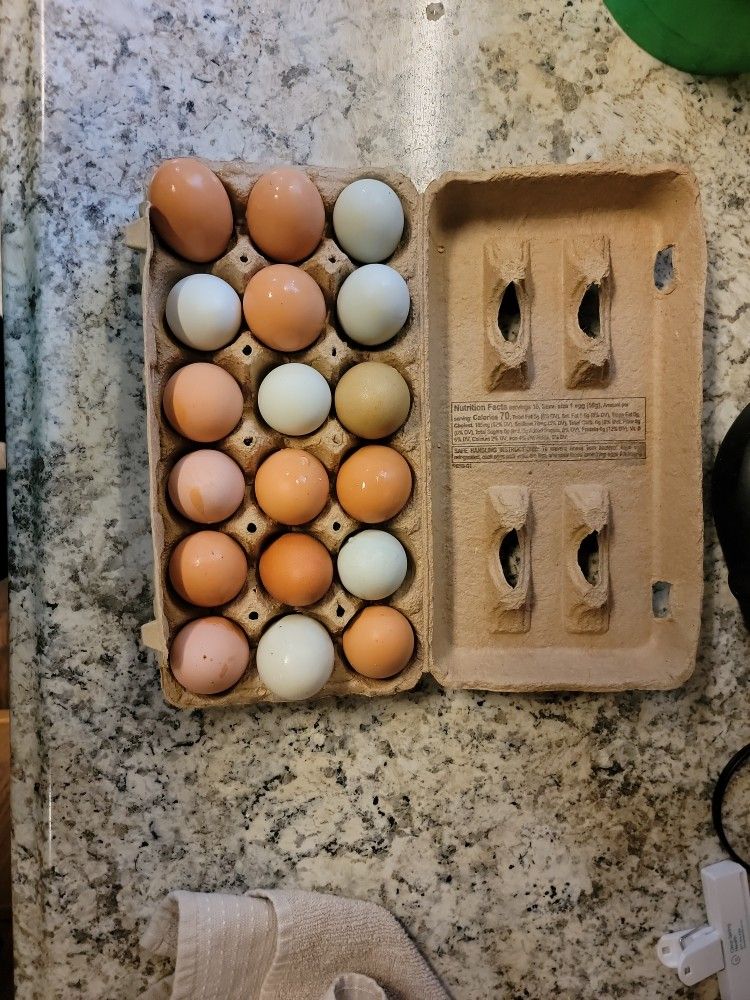 Fresh Eggs