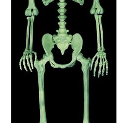New Crazy Bonez Pose-N-Stay Glow In Da Dark Life Size 5 FT Skeleton w/ Realistic Posable & Movable Joints for Halloween Indoor and Outdoor Decoration