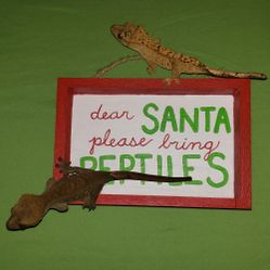 Dear Santa Please Bring Reptiles Christmas Decor Christmas Sign Reptile Decor