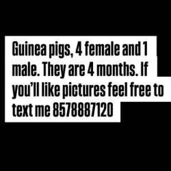 Guinea Pig 