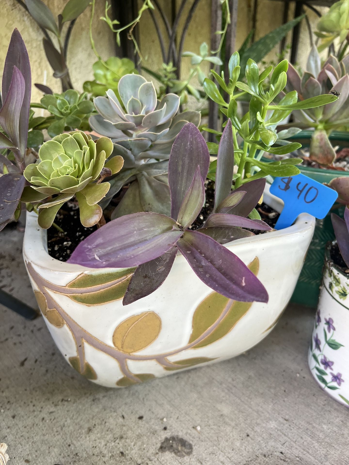 Large Beautiful Succulent Planter