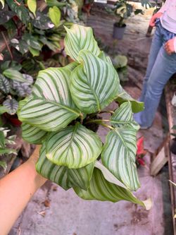 4” Calathea Orbifolia