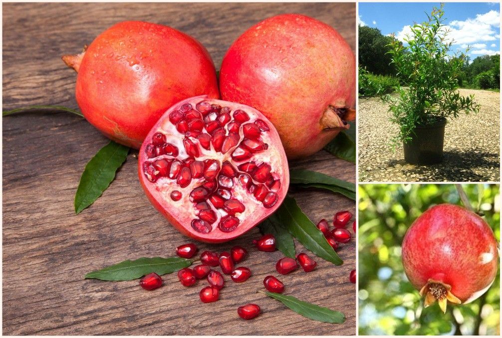 Pomegranate Trees 🌳 3gal Gal Arboles De Granadilla