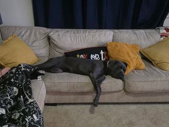 Cane Corso