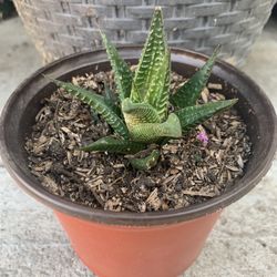 Succulent/ Aloe