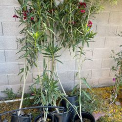 5 Gal Oleanders 
